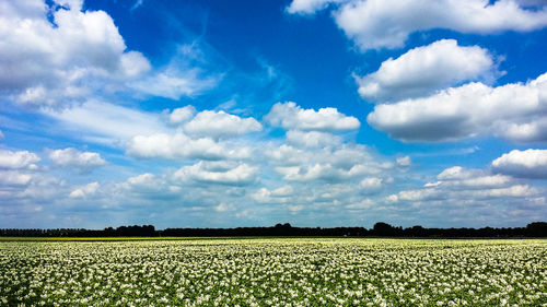 Scenic view of agricultural field against sky