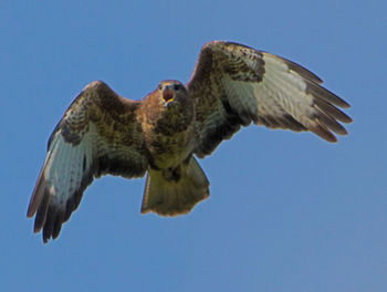 Low angle view of eagle flying against clear blue sky