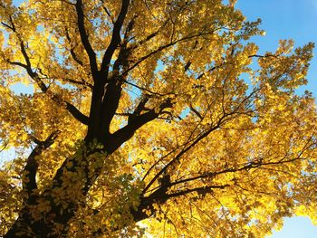 Low angle view of flowering tree against sky during autumn