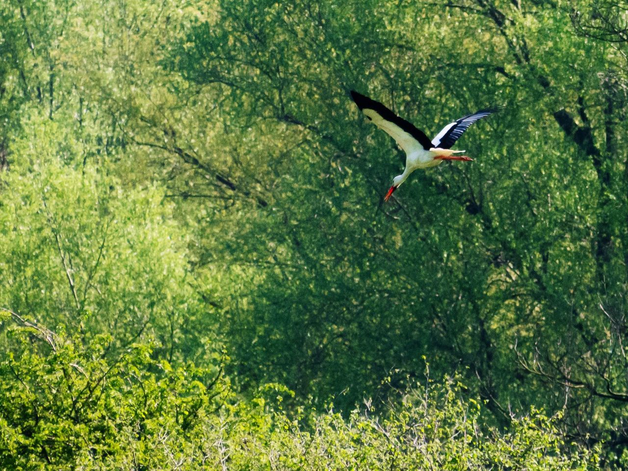 animal themes, bird, vertebrate, animal, animal wildlife, animals in the wild, flying, spread wings, plant, one animal, mid-air, no people, green color, day, nature, motion, tree, land, outdoors, forest