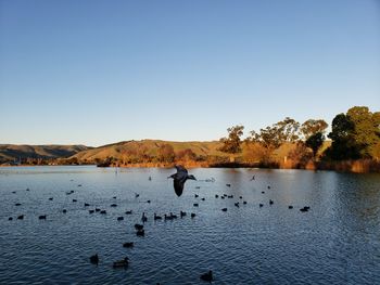 View of birds in lake against clear sky