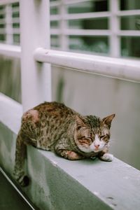 Portrait of a cat resting