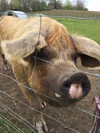 Pig behind fence at farm