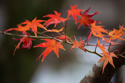 Close-up of red maple leaf on tree during autumn