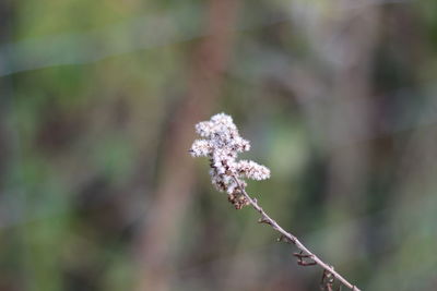 Close-up of flowering plant during winter