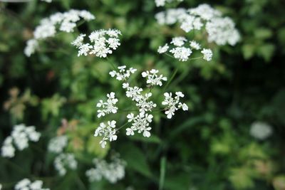 Close-up of white flowers
