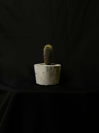 Close-up of potted plant against black background