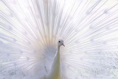 Close-up of a peacock