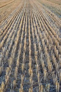 Full frame shot of wheat field