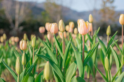 Beautiful tulips in flower garden on black and white in different color concept.