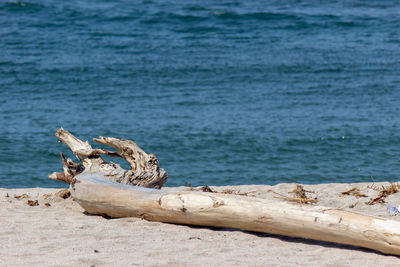 Driftwood on beach