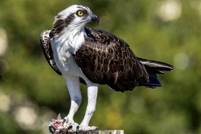 Close-up of ospray bird