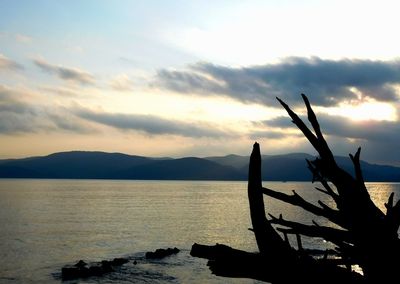 Silhouette of tree by sea against sky