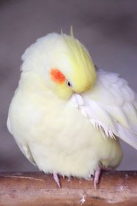 Close-up of parrot perching on floor