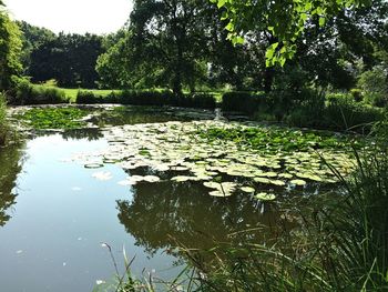 Scenic view of lake in forest