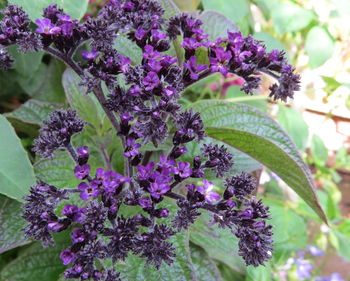 Close-up of purple flowers