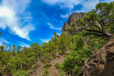 Trees and plants growing on land against sky