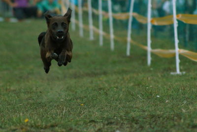 Dog running on field