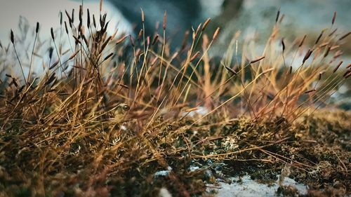 Close-up of grass on field