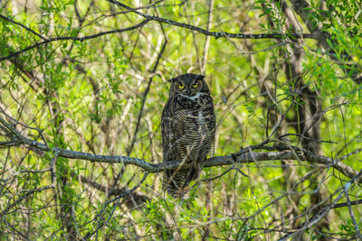 Tree Animal