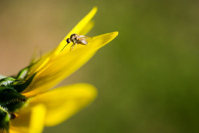 Close-up side view of fly on flower