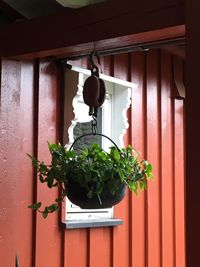 Close-up of potted plant hanging on window