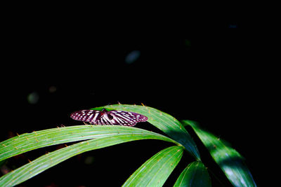 Close-up of plant against black background