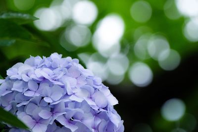 Close-up of purple hydrangea flowers