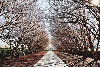 Footbridge over bare trees against sky