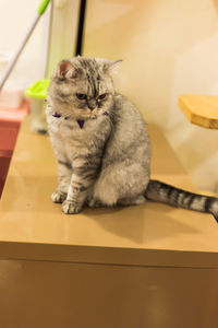 Cat sitting on table at home