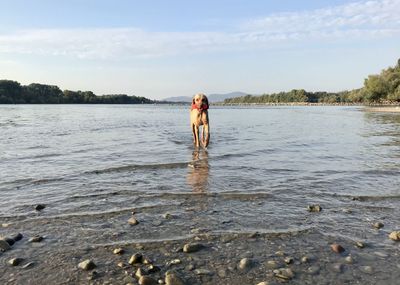 Hungarian wirehaired vizsla is standing in the river danube