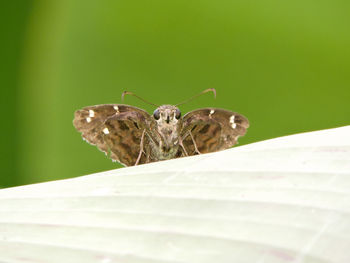 Close-up of insect on plant