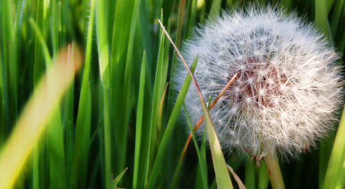 Close-up of dandelion seeds on grass