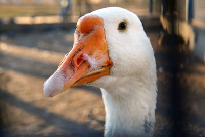 Close-up of a duck