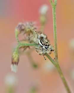 Close-up of insect on plant