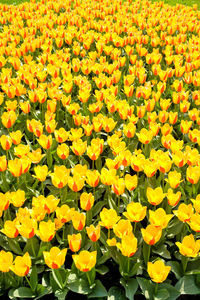 High angle view of yellow flowers