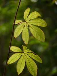 Close-up of leaves