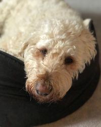 Close-up portrait of dog at home