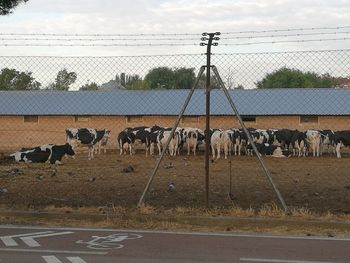 View of cow against cloudy sky