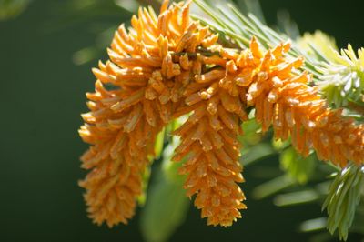 Close-up of orange flowers blooming outdoors