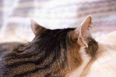 Close-up of a cat
