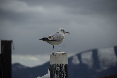 Seagull perching on wooden post