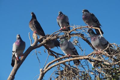 Low angle view of birds perching on tree against sky