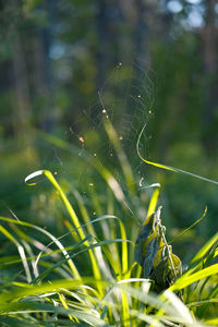 Close-up of dew drops on spider web