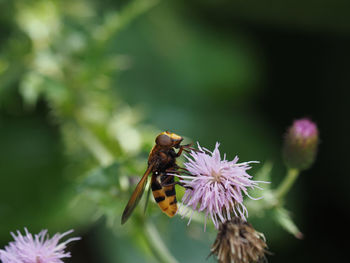 Close-up of bee pollinating on purple flower