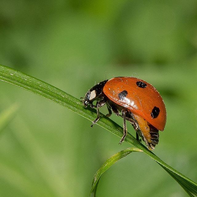 insect, one animal, animals in the wild, animal themes, wildlife, focus on foreground, close-up, butterfly, butterfly - insect, plant, nature, animal wing, beauty in nature, green color, leaf, selective focus, animal markings, day, outdoors, orange color