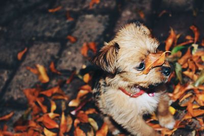 Close-up of puppy plying with dry leaves