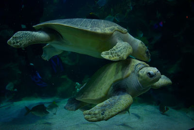 Fish swimming in aquarium