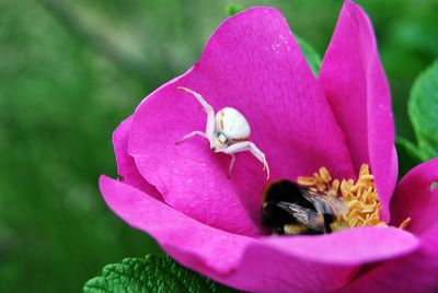 Close-up of bee on pink flower