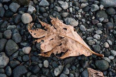 High angle view of maple leaves on wet street